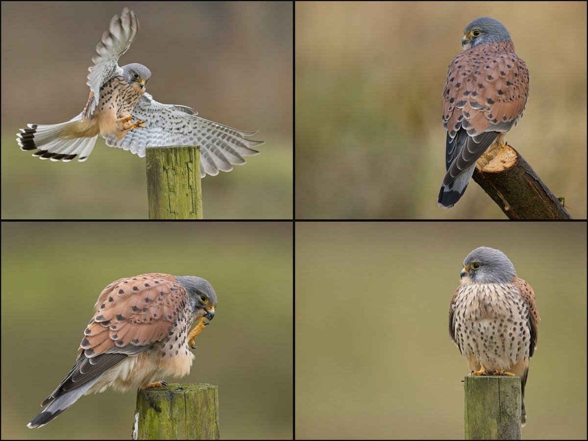 Portrait of a Kestrel